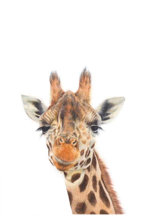 giraffe color pencil drawing