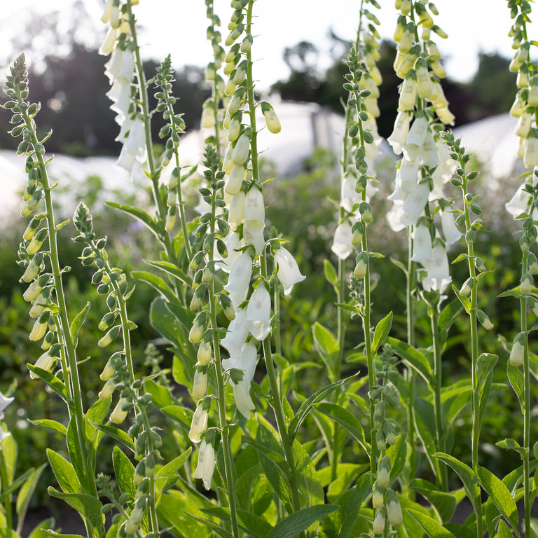 Foxglove Alba Floret Flower