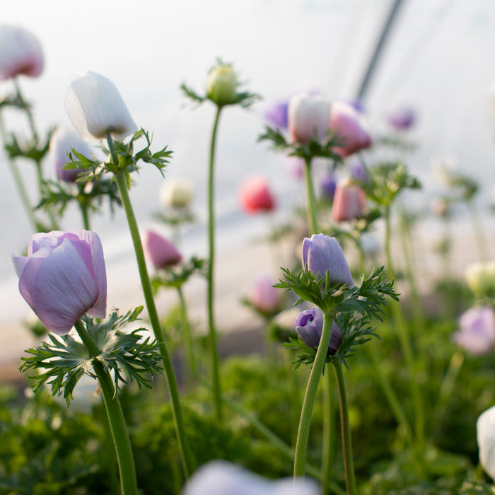 Anemone Pastel Mix – Floret Flower Farm