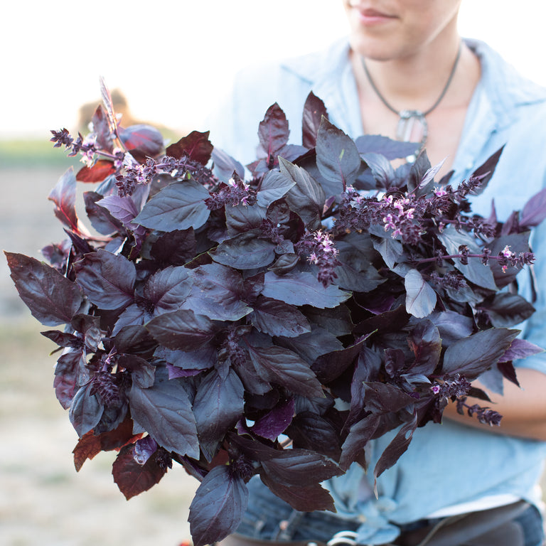 Basil Dark Opal Floret Flower Farm