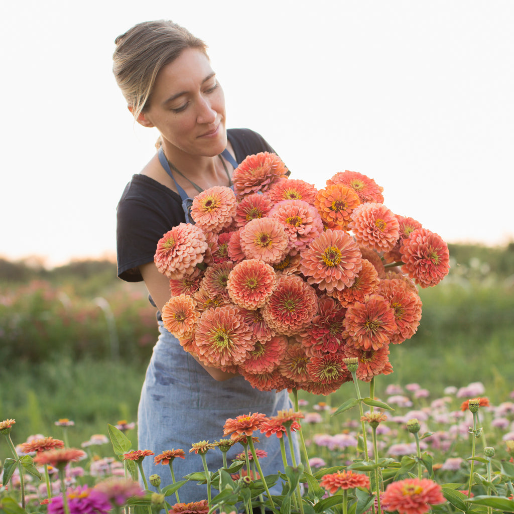 Цинния изящная Benary's giant Salmon Rose