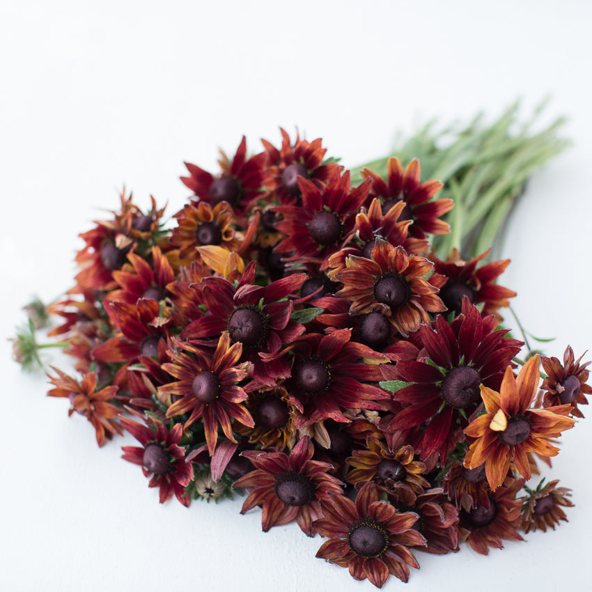 Black Eyed Susan Cherry Brandy – Floret Flower Farm