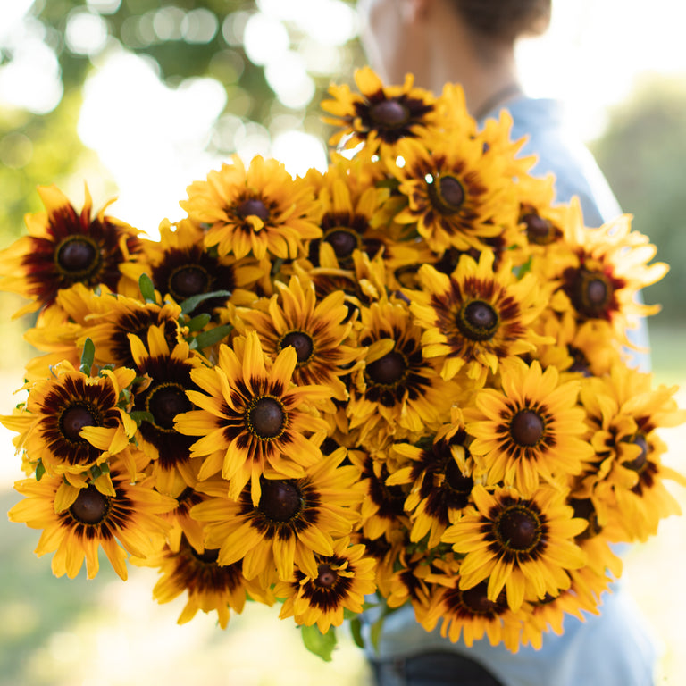 Black Eyed Susan Denver Daisy – Floret Flower Farm