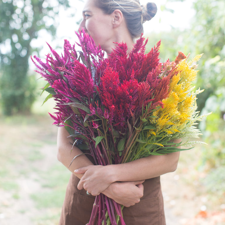 Celosia Pampas Plume Mix – Floret Flower Farm