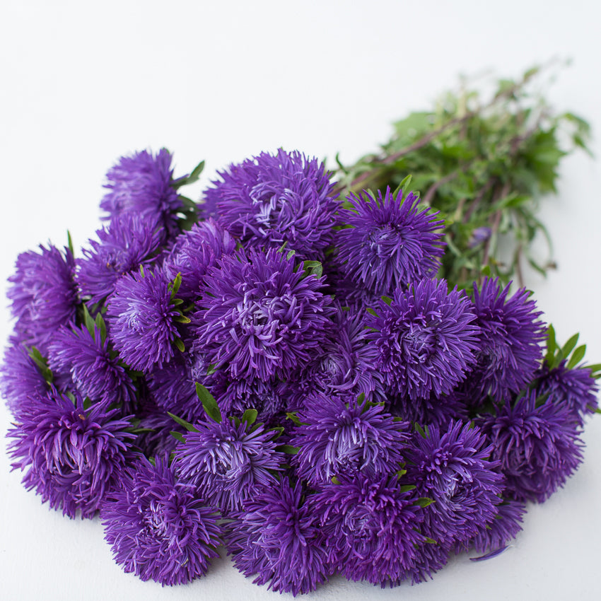 China Aster Royal Purple Mix - Floret Flower Farm