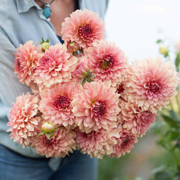 Dahlia Cara  Elizabeth Floret Flower  Farm