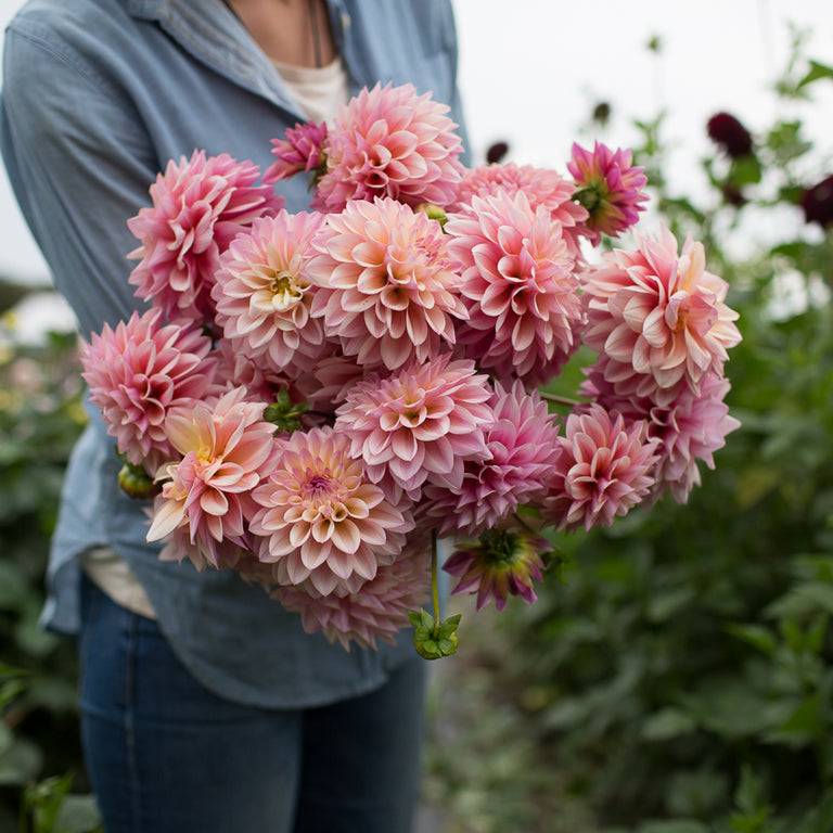 Dahlia Castle Drive – Floret Flower Farm