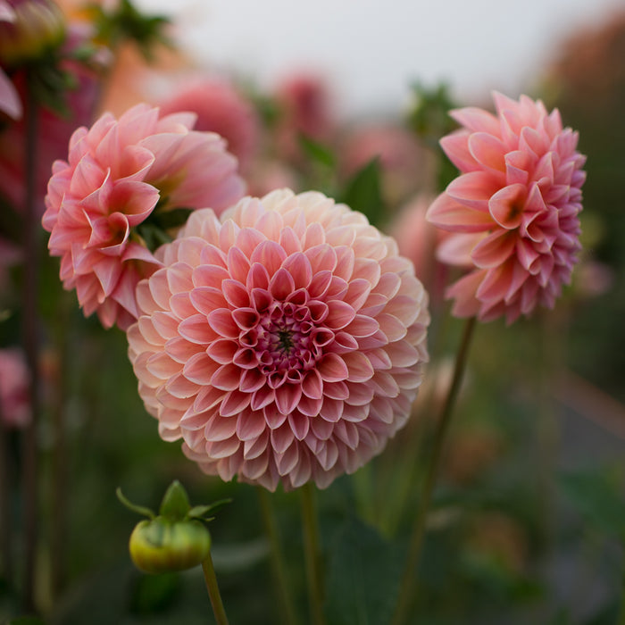  Dahlia Jowey Nicky Floret Flower Farm