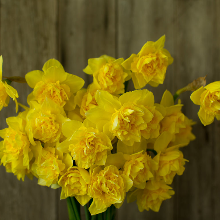 Narcissus Dick Wilden – Floret Flower Farm