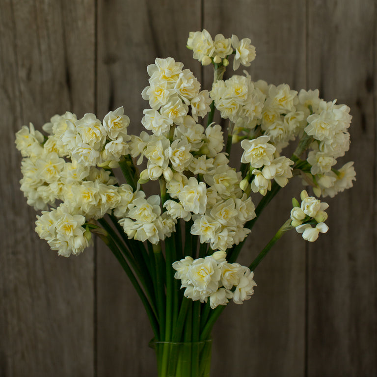 Narcissus Erlicheer – Floret Flower Farm