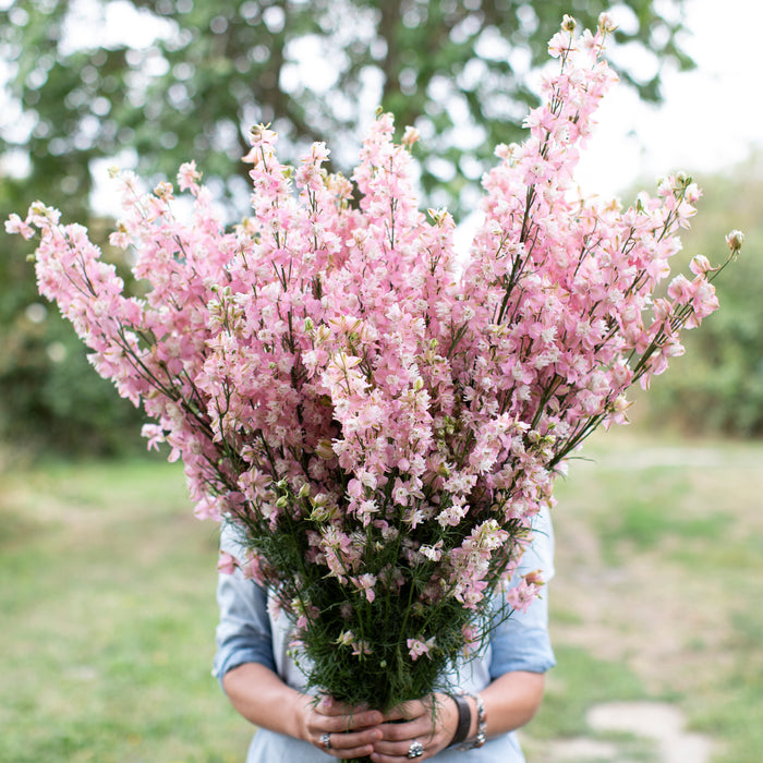 light pink delphinium