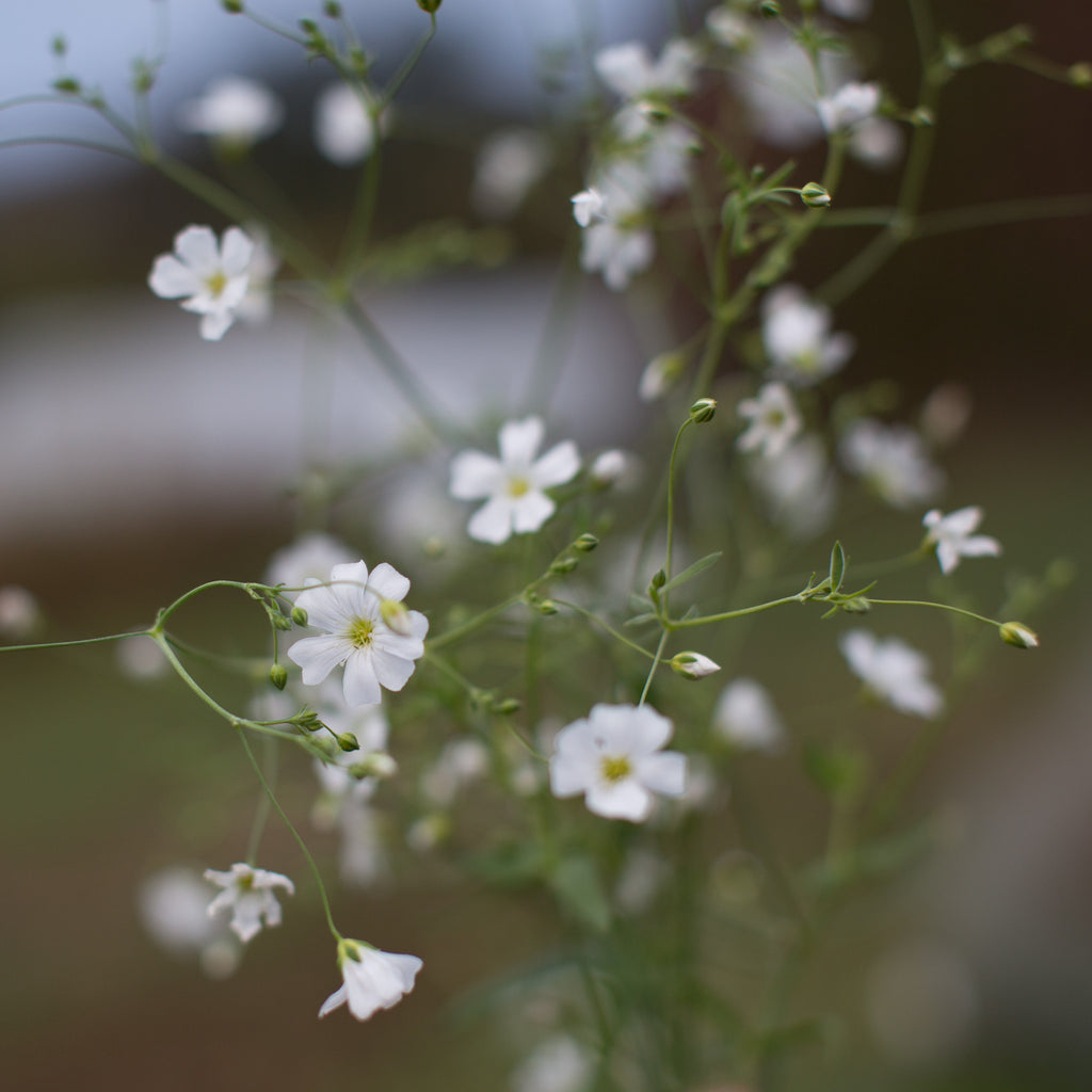 Annual Baby’s Breath Covent Garden – Floret Flower Farm