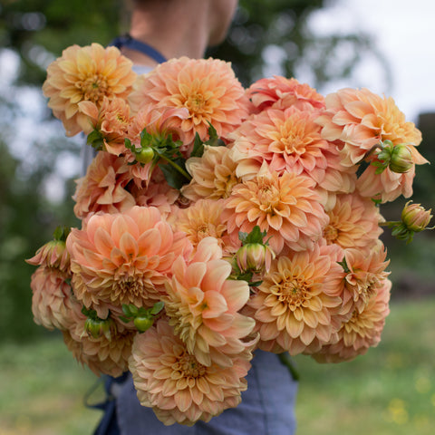 Dahlias A Z Floret Flower Farm