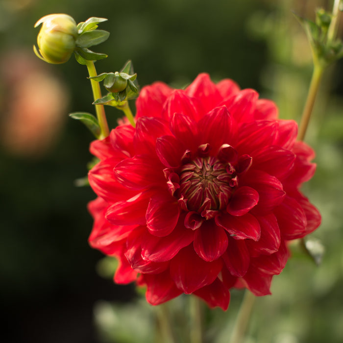 Dahlia Caliente – Floret Flower Farm