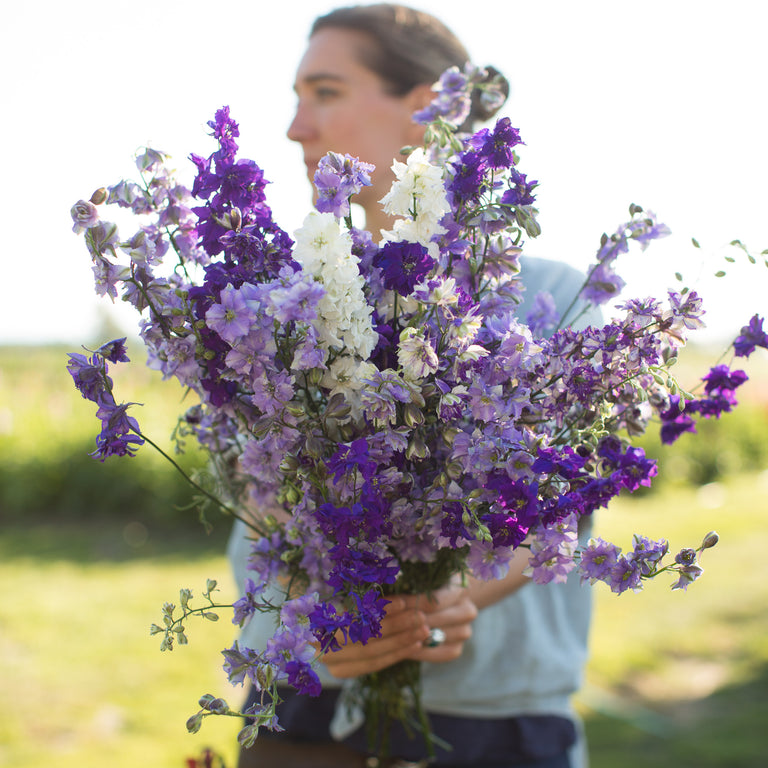 Larkspur Summer Skies Mix