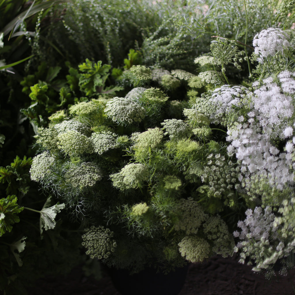 Queen Annes Lace Green Mist – Floret Flower Farm