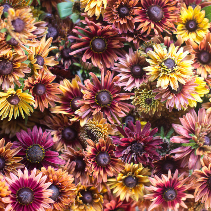 Black Eyed Susan Sahara – Floret Flower Farm