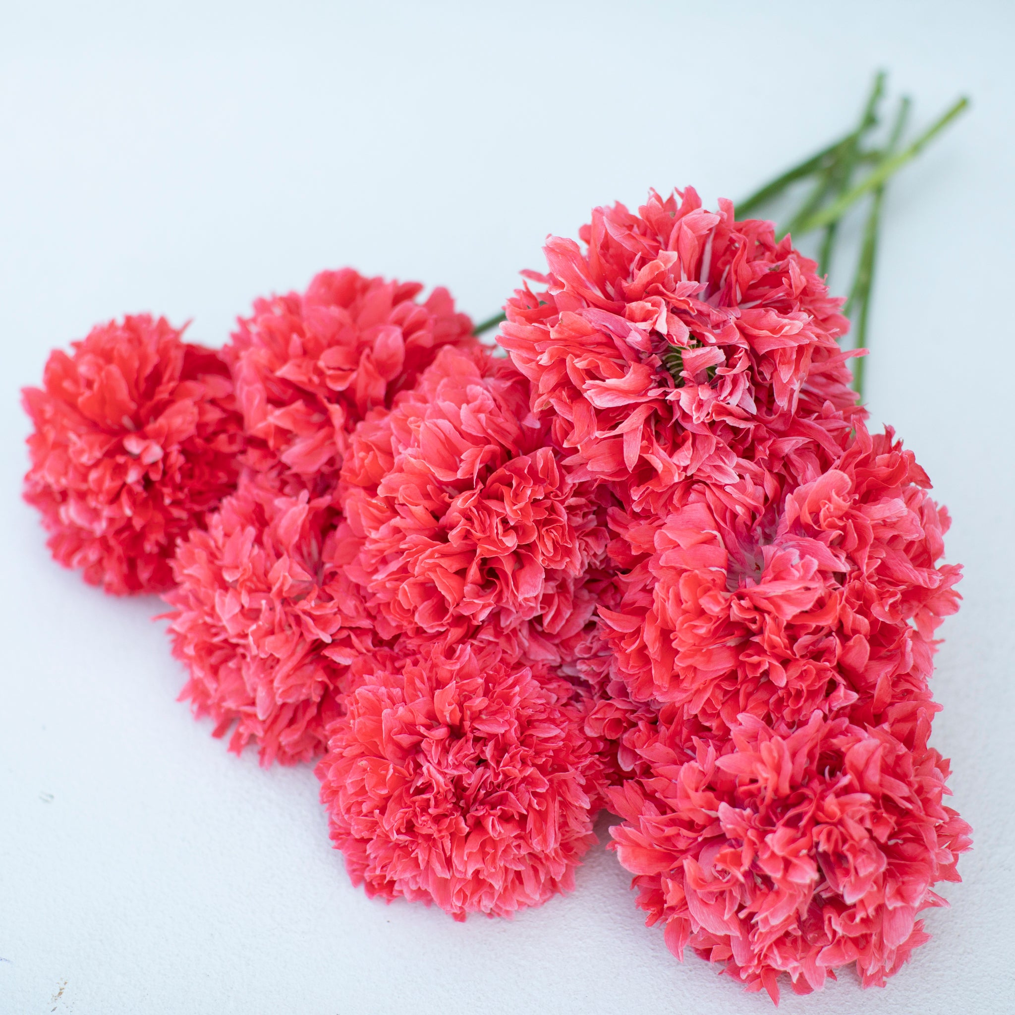 Lace Flower Lacy Pink – Floret Flower Farm, Pink Lace 