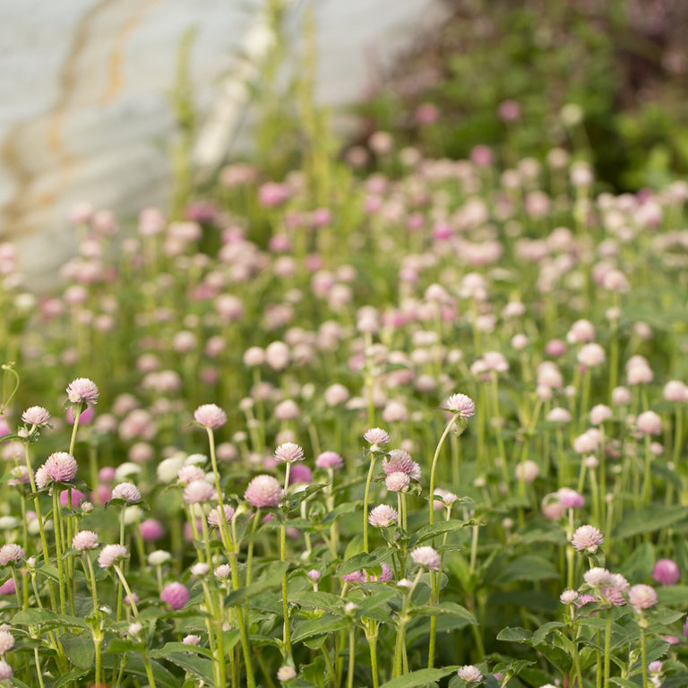 globe amaranth seedlings