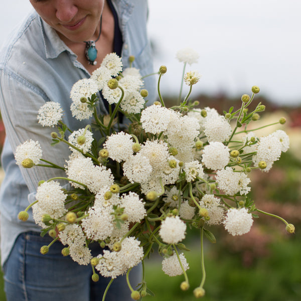 lacy white flowers