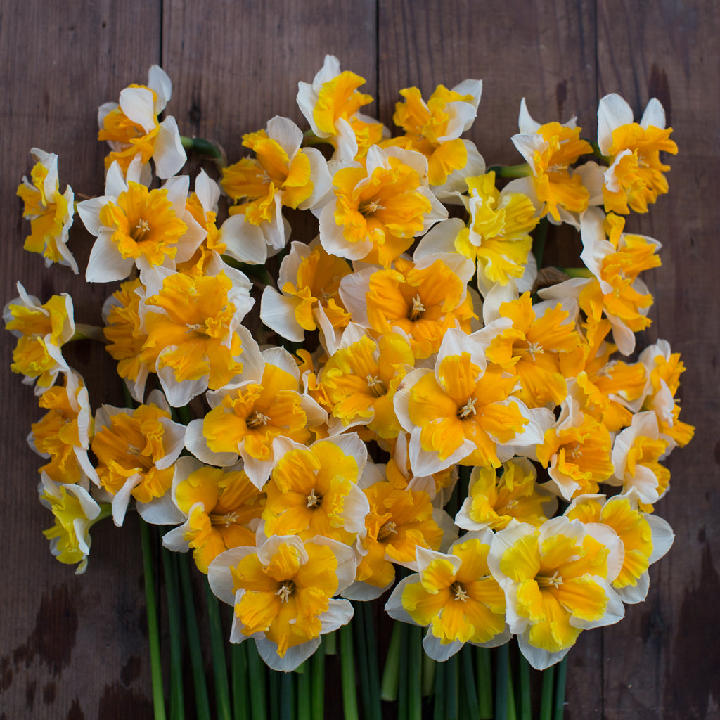 Narcissus Love Call – Floret Shop