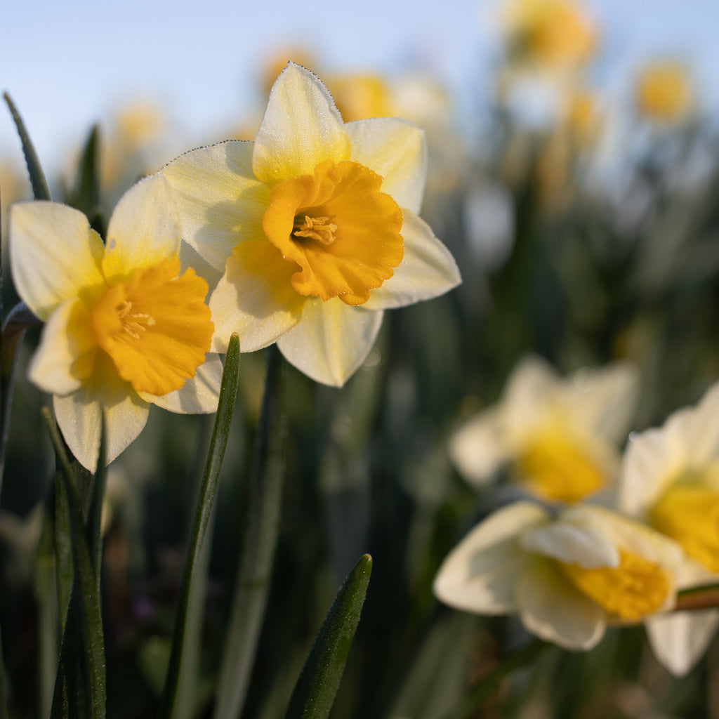 Narcissus Derringer – Floret Flower Farm