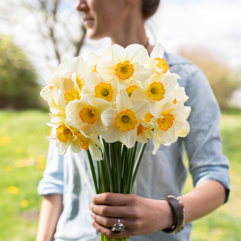 Narcissus Flower Record – Floret Flower Farm