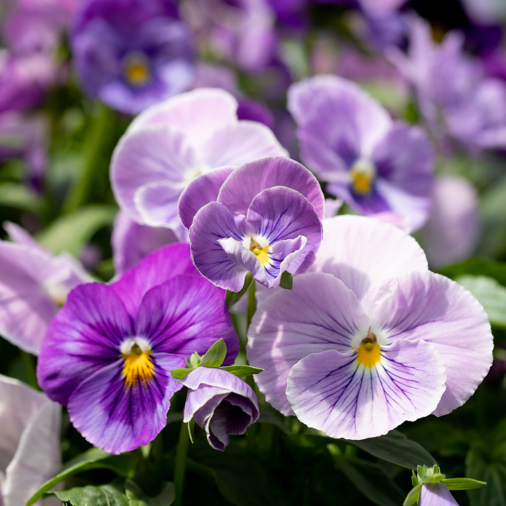 Pansy Dynamite Lavender – Floret Flower Farm