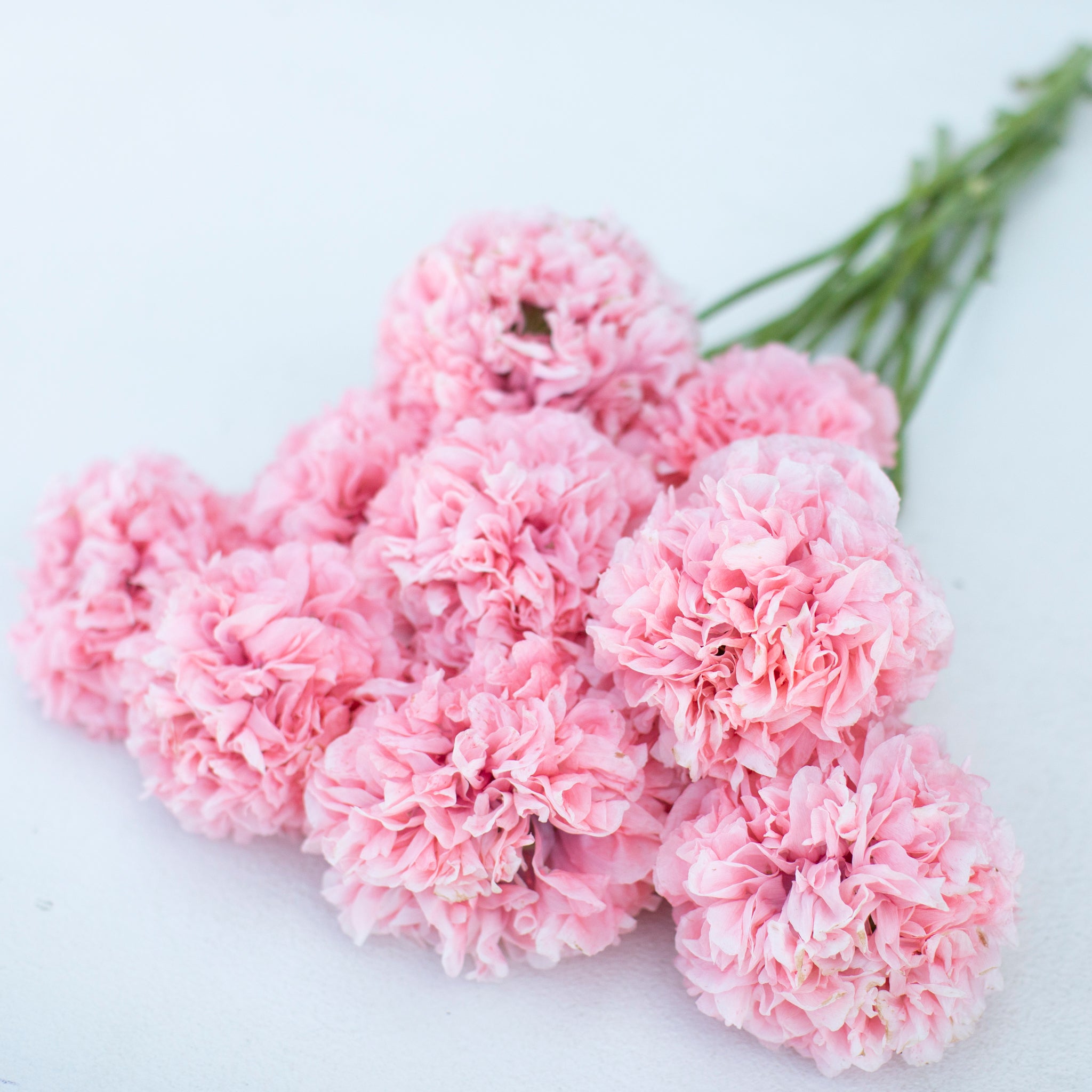 Lace Flower Lacy Pink – Floret Flower Farm