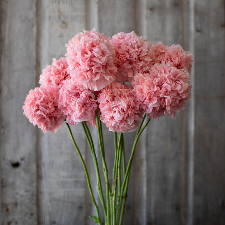 Breadseed Poppy Pink Peony – Floret Flower Farm