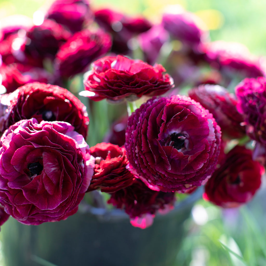 Ranunculus Black – Floret Flower Farm