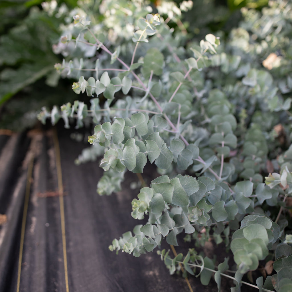 Eucalyptus Round-Leaved Mallee – Floret Flower Farm