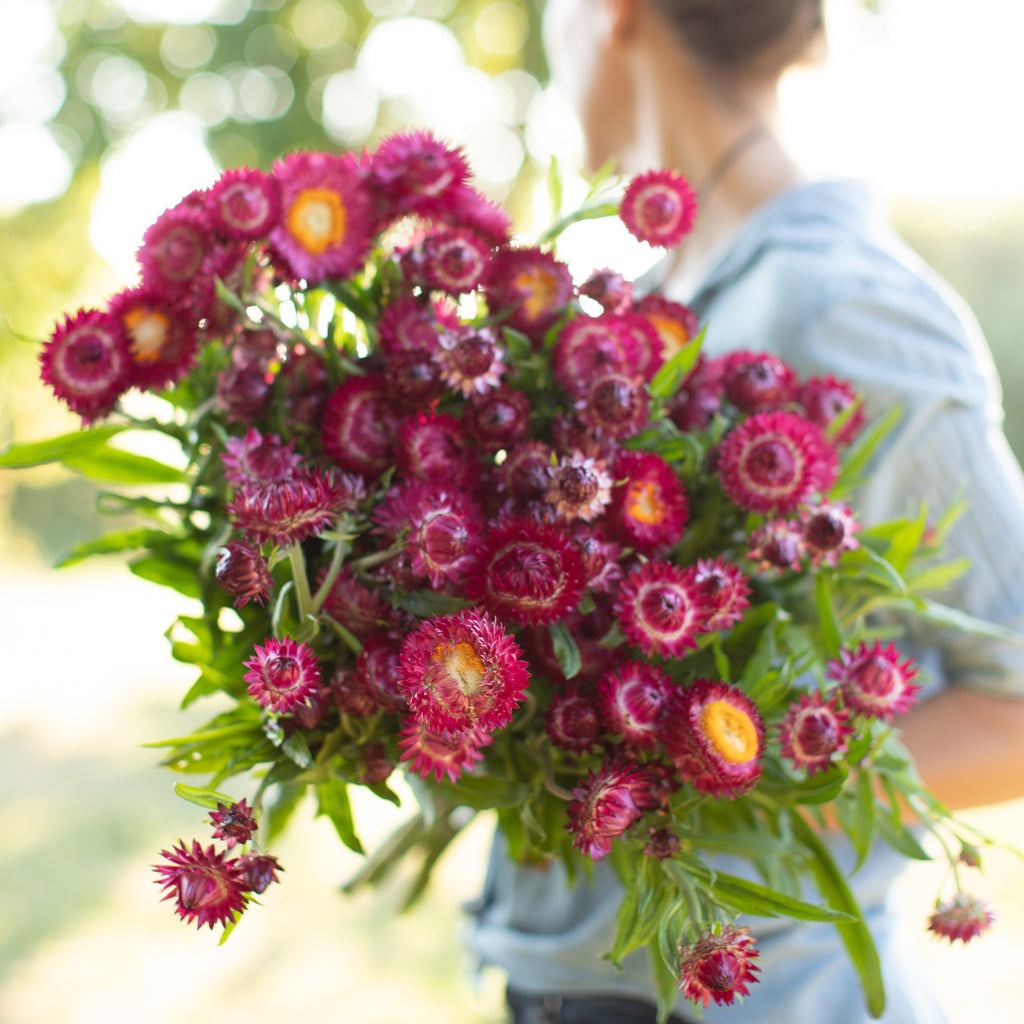 strawflower pomegranate flower