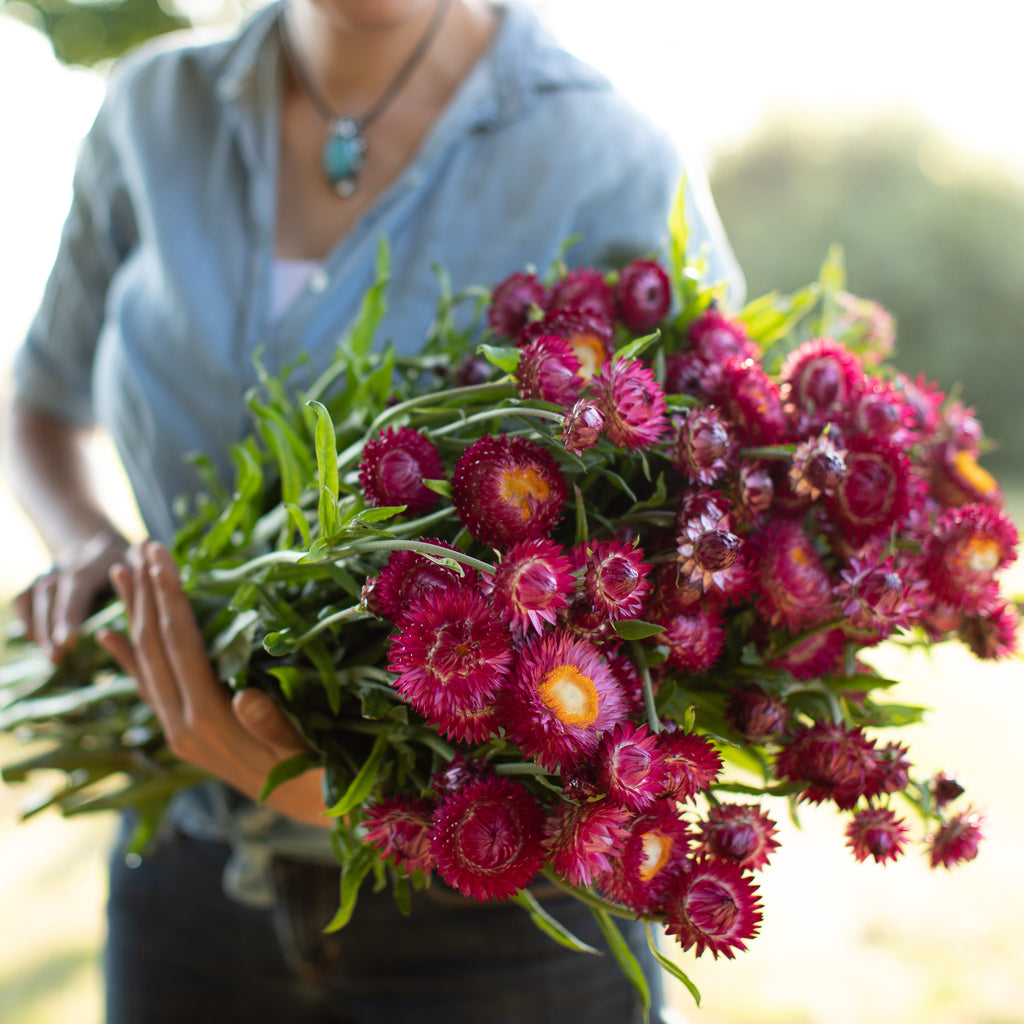 Strawflower Pomegranate – Floret Flower Farm