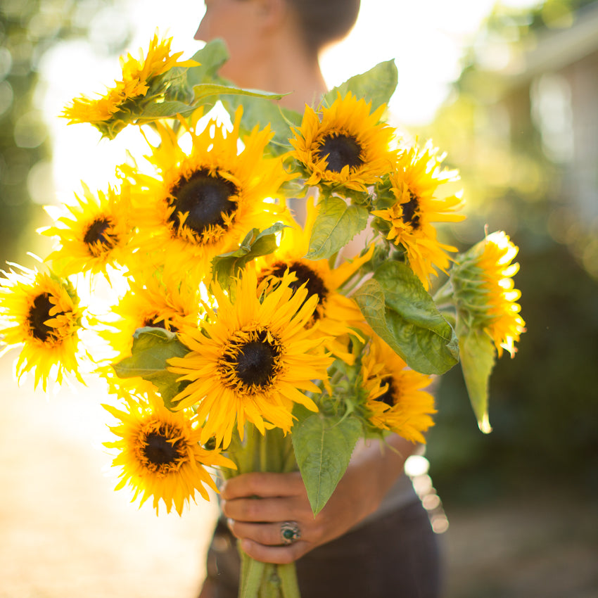 Sunflower Frilly – Floret Flower Farm