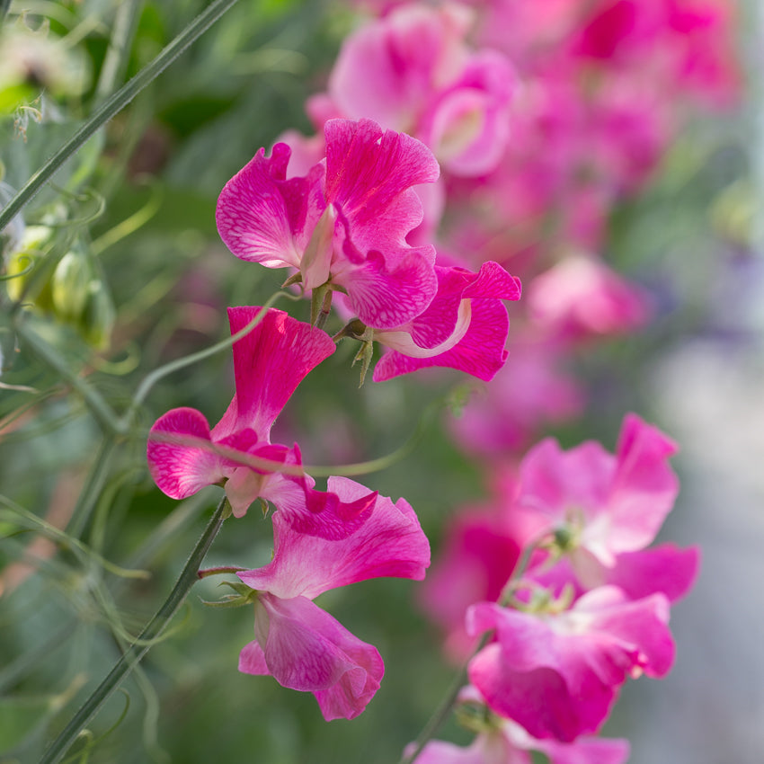 sweet peas