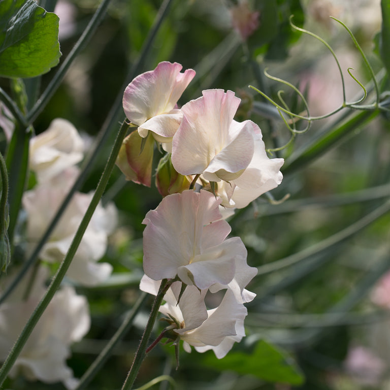 are sweet peas poisonous to dogs