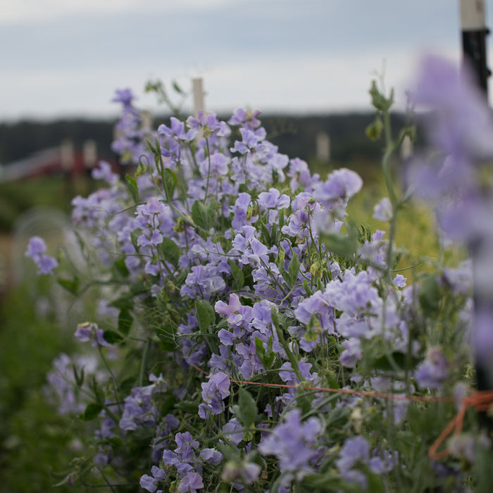 Sweet Pea Naomi Nazareth Floret Flower Farm