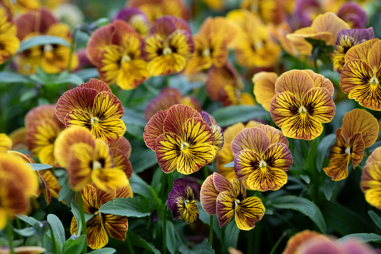 tiger eye flower