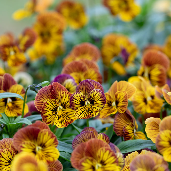 tigers eye sunflower