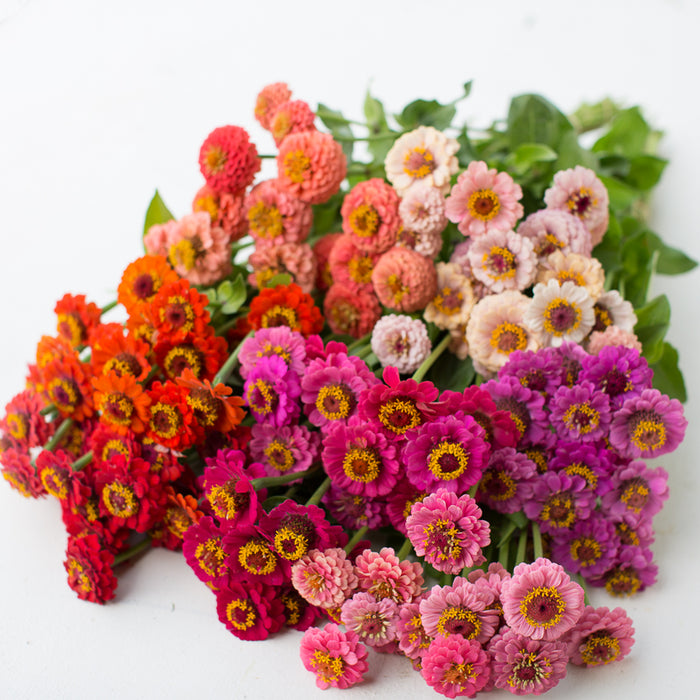 Zinnia Lilliput Mix Floret Flower Farm - 