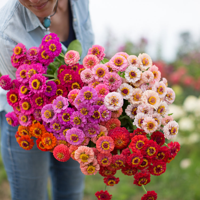 Zinnia Lilliput Mix – Floret Flower Farm
