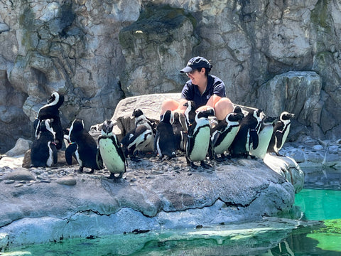 Penguins at Mystic Aquarium