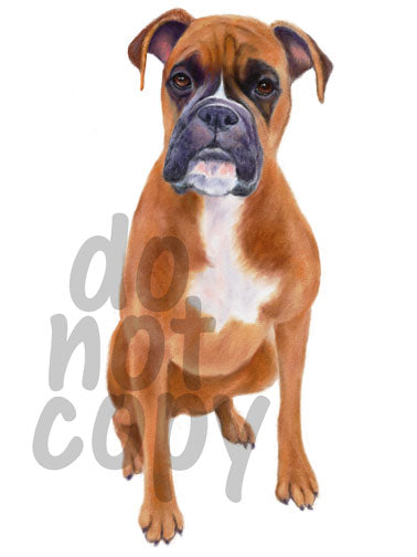 watercolor boxer dog