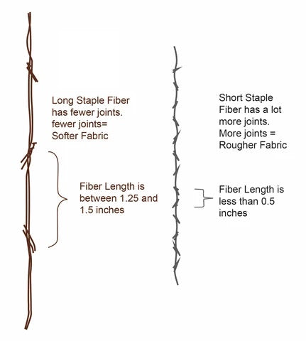 cotton long process fibers staple staples considerably known these also