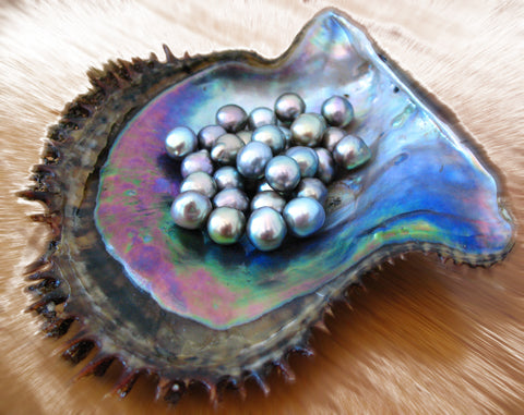 sea-of-cortez-pearls-in-ashell
