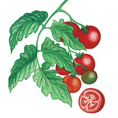 Tomato Fruit
