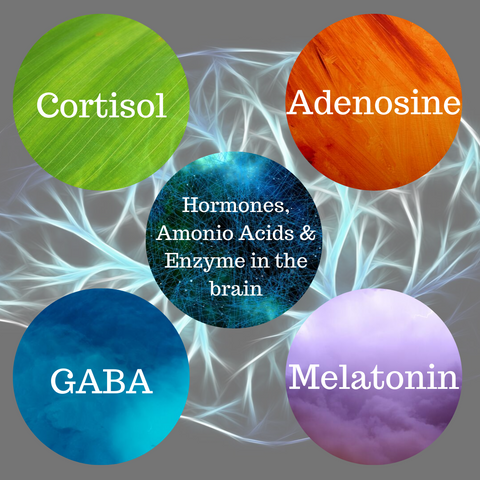 hormones, amino acids and enzymes for sleep