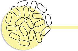 L. Gasseri strain