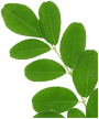 Moringa leaf extract